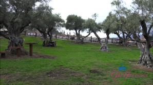 Summer Vixen Norcal Part 10